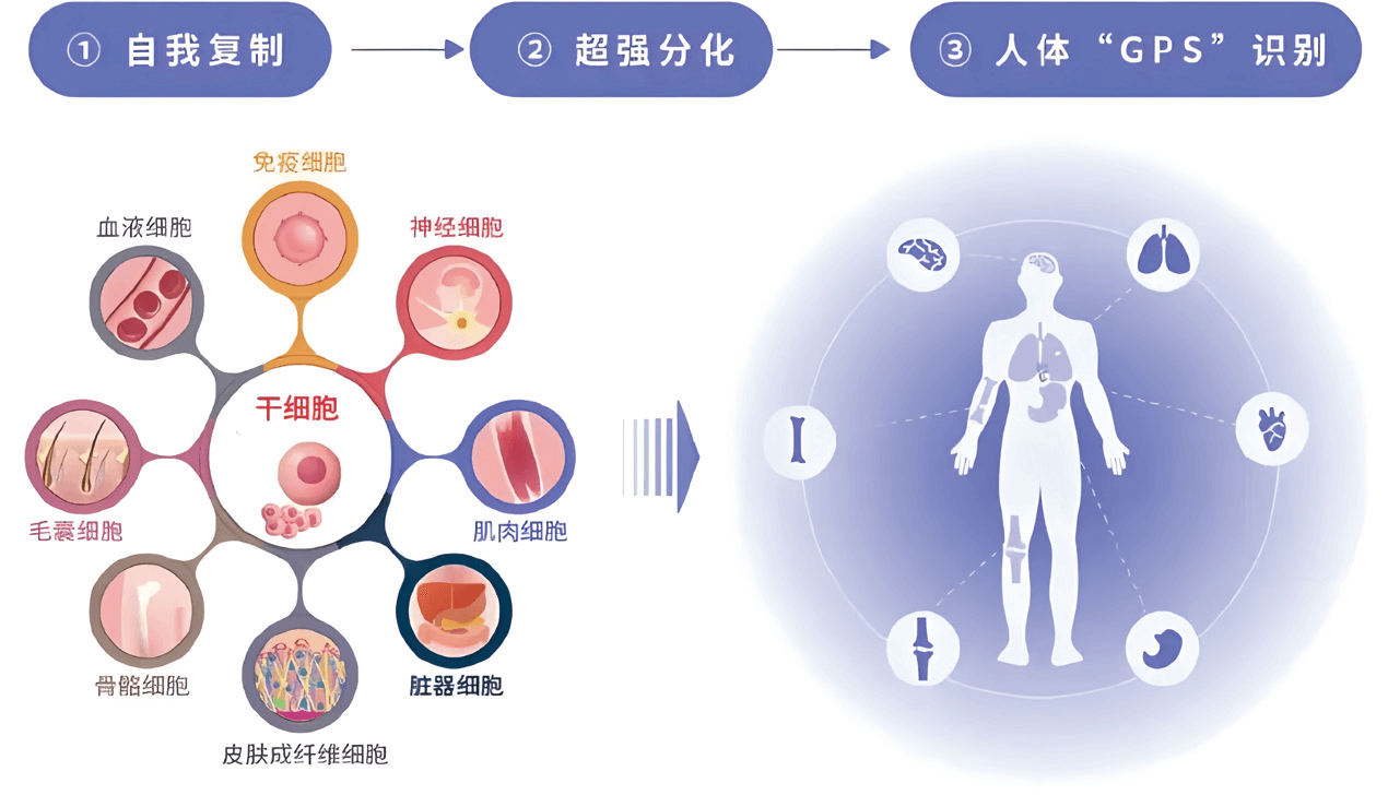 什么是干细胞?
